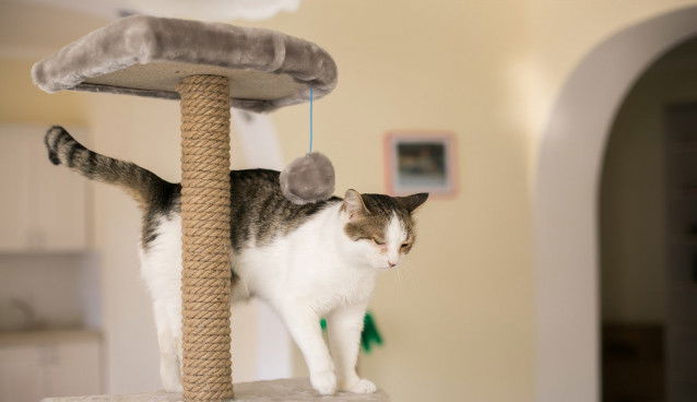 Un chat tigré et blanc sur son arbre à chat