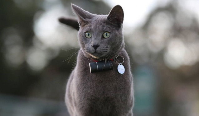 Un chat avec un traceur GPS