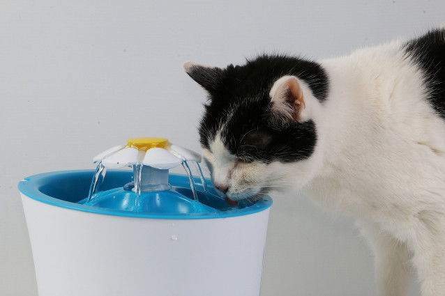 Un chat noir et blanc buvant dans sa fontaine d'eau