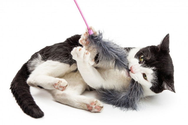 Un chat noir et blanc mordant une perche à poil