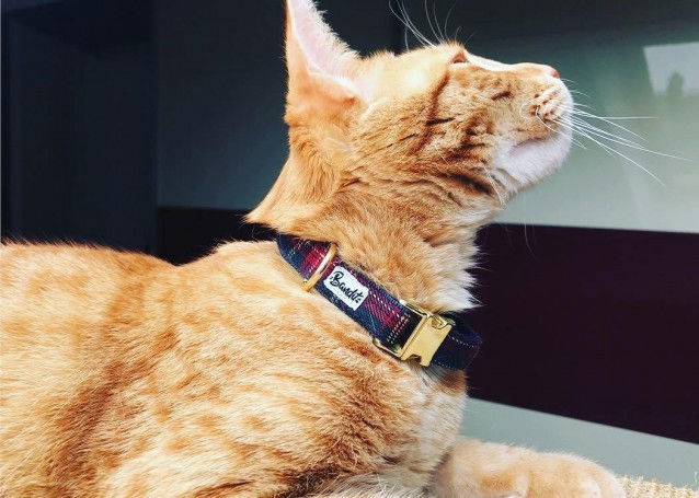 Un chat roux tigré avec un collier