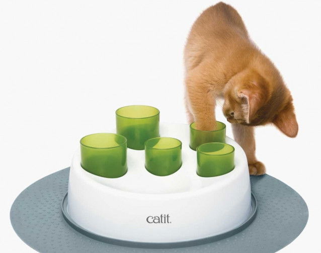 Un chat jouant avec un jeu d'intelligence