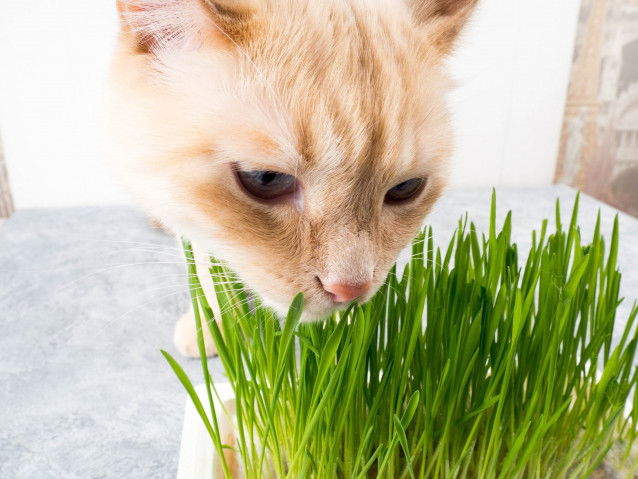 Un chat tigré roux reniflant de l'herbe à chat