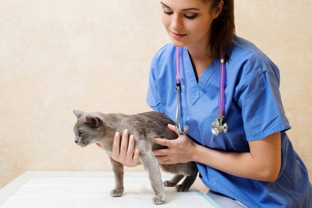 Une vétérinaire tenant un chat gris entre ses mains