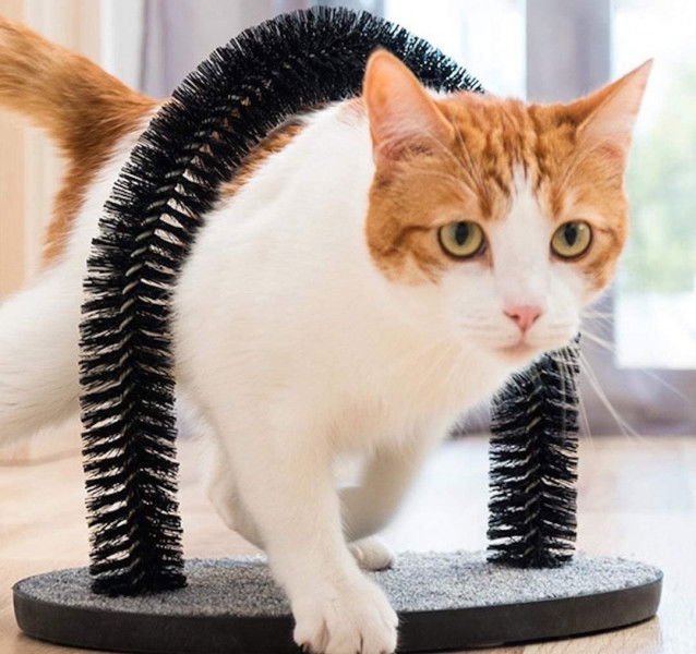 Un chat roux et blanc se frottant à une arche brosse