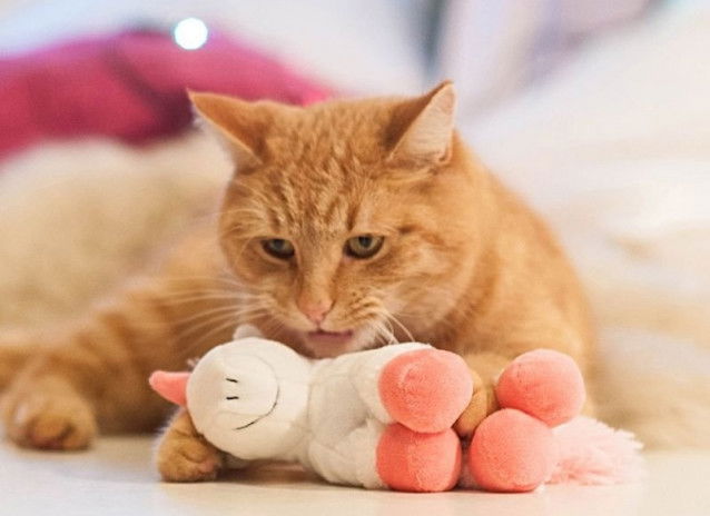 Un chat tigré roux jouant avec une peluche