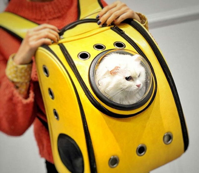 Un chat blanc dans un sac à hublot