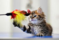 Le plumeau pour chat