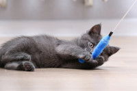 Un chaton gris joue avec une canne à pêche