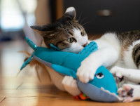 Un chat jouet avec un poisson interactif