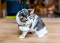 Les jouets pour chat sont-ils indispensables ?