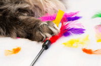 Un chat en train de manger avec un plumeau multicolore