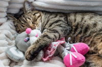 Un chat tigré dort en serrant un doudou contre lui