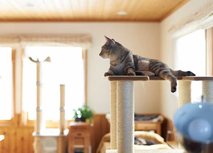 Arbre A Chat Le Guide Complet Pour Le Choisir L Installer