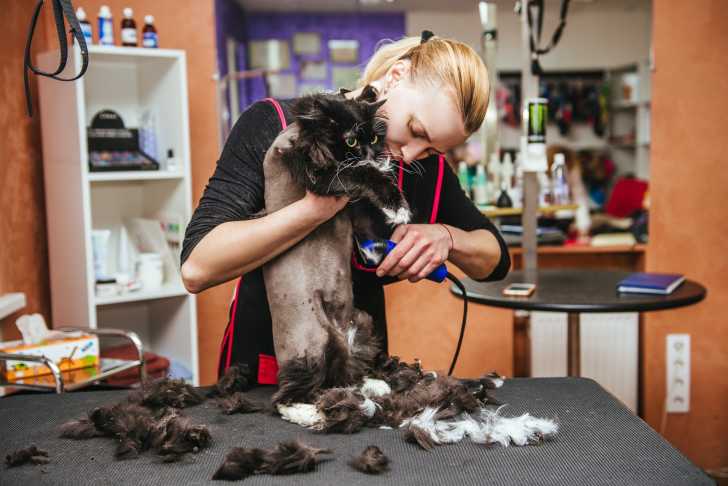 Tondre Son Chat Avec Une Tondeuse Pour Chat