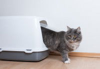 Un chat sort de sa litière