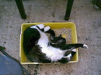 Un chat s'étend dans sa litière
