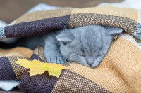 Un chaton gris sous la couette