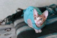 Un chat sans poil avec un pull bleu