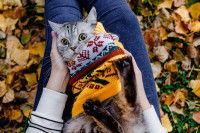 Un chat tigré avec un pull jaune à motifs