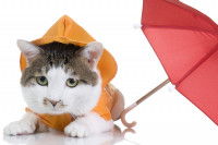 Un chat tigré blanc avec un pull jaune