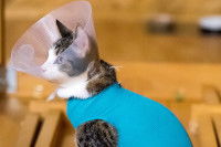 Un chat tigré et blanc avec une collerette