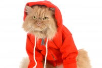Un chat roux à poil long avec un sweat à capuche orange
