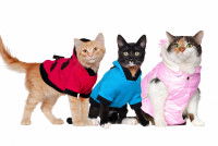 Trois chat différents vêtu d'un manteau