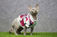 Un chat sans poil avec un pull rouge et blanc