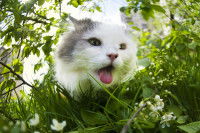 Un chat blanc et gris dans les hautes herbes