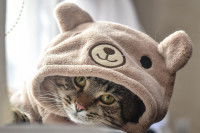 Un chat tigré avec une capuche d'ourson