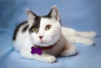 Un chat noir et blanc avec un collier violet