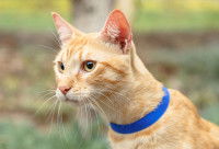 Un chat roux avec un collier bleu dans un jardin