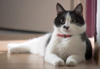 Un chat noir et blanc avec un collier est allongé sur le parquet