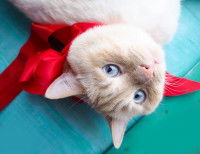 Un chat roux avec un ruban rouge autour du cou