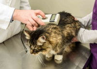 Un vétérinaire vérifie la puce électronique d'un chat