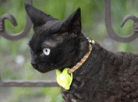 Un chat noir avec un collier GPS sur une terrasse