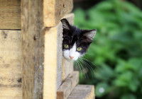 Les différents types de niches pour chat