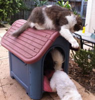 Les cabanes pour chat premier prix