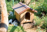 Les cabanes pour chat en bois