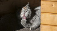 Pourquoi installer une niche pour chat ?