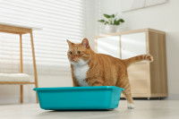 Un chat roux en train d'entrer dans son bac à litière dans le salon