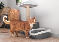 Un chat roux près de sa litière et d'un arbre à chat