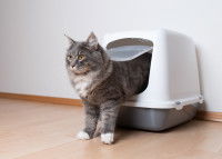 Un chat sort de sa maison de toilette