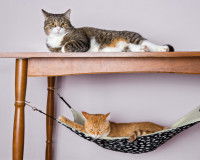 Peut-on avoir un panier pour plusieurs chats ?