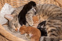 Le couchage pour la chatte gestante