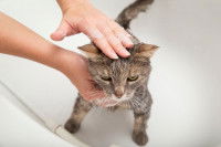 Comment choisir un shampoing pour chats adapté ?