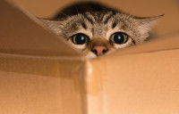 Un chaton se cache dans une boîte en carton, seule sa tête dépasse