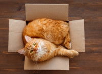 Un chat roux lové dans une boîte en carton