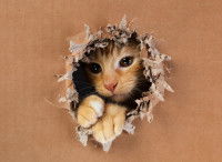 Un petit chat roux fait ses griffes sur une boîte en carton